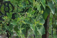 Aristolochia contorta
