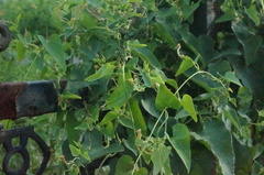 Aristolochia contorta