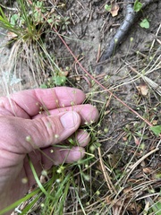 Androsace filiformis