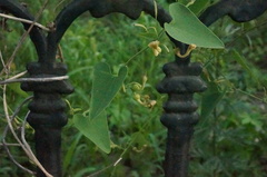Aristolochia contorta