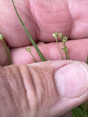 Androsace filiformis