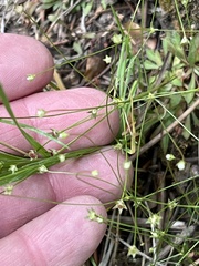 Androsace filiformis