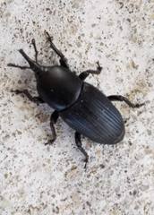 Scyphophorus