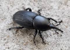 Scyphophorus