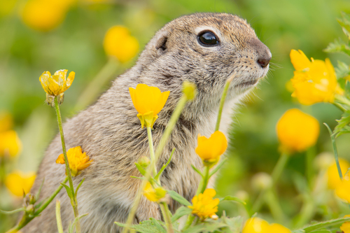 Caucasian Mountain Ground Squirrel