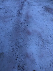 Chlamydomonas nivalis