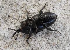 Scyphophorus