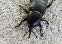 Scyphophorus