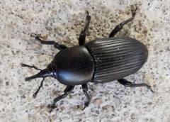 Scyphophorus