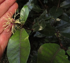 Trichocladus crinitus