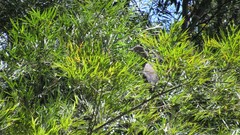 Nycticorax nycticorax