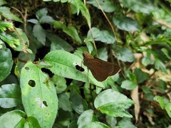 Ampittia virgata