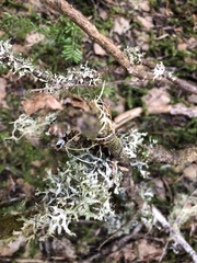 Tuckermanopsis subalpina