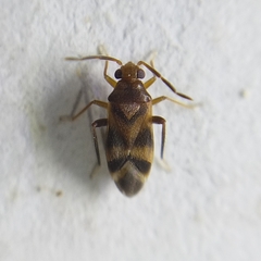 Ceratocapsini
