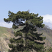 Pinus nigra - Photo (c) Zeynel Cebeci,  זכויות יוצרים חלקיות (CC BY-SA)