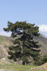 Black Pine - Photo (c) Zeynel Cebeci, some rights reserved (CC BY-SA)