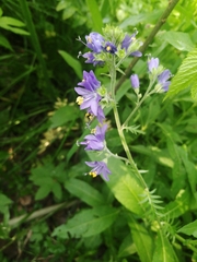 Polemonium caeruleum