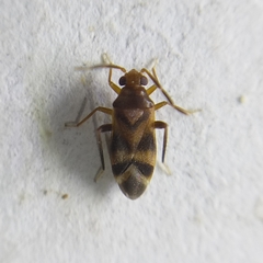 Ceratocapsini