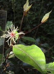 Trichocladus crinitus