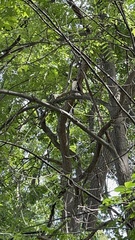 Buteo jamaicensis
