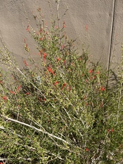 Anisacanthus thurberi