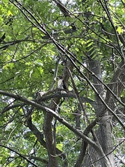 Buteo jamaicensis