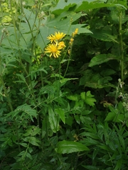 Crepis lyrata