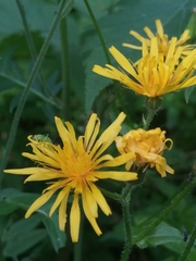 Crepis lyrata