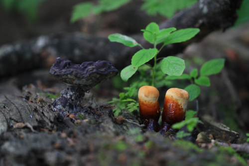 Lesklokôrovka obyčajná (Ganoderma lucidum)