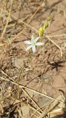 Anthericum baeticum
