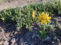 Arnica griscomii