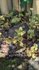Puccinia oxalidis