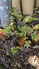 Puccinia oxalidis