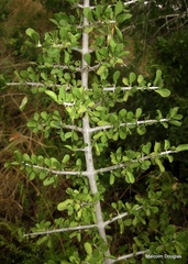Pyrostria hystrix