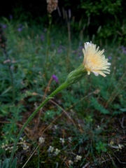 Leontodon asperrimus