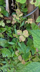 Puccinia oxalidis