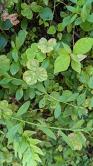Puccinia oxalidis