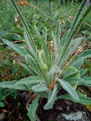 Leontodon asperrimus