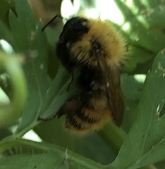 Bombus
