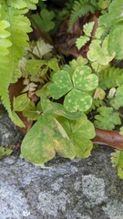 Puccinia oxalidis