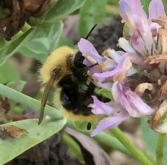 Bombus