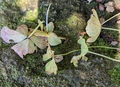 Puccinia oxalidis