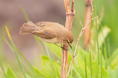 Phylloscopus sindianus