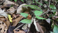 Taxila haquinus