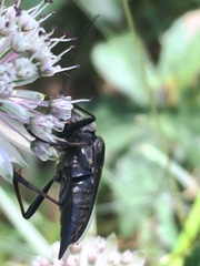 Pedostrangalia pubescens