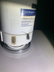 Aegomorphus modestus