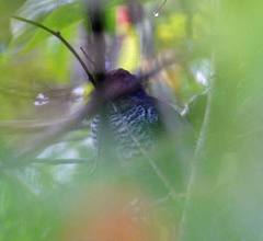 Thamnophilus ruficapillus