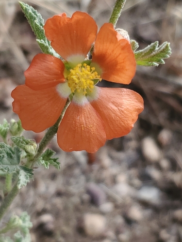 Image of Sphaeralcea fendleri by no rights reserved