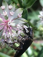 Pedostrangalia pubescens