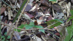Taxila haquinus